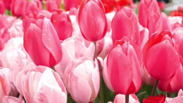 Lebendige Rosafarbene Tulpenblüten Blühen Garten Köpfe Schwingen Langsamen Wind Tulpenknospen — Stockvideo