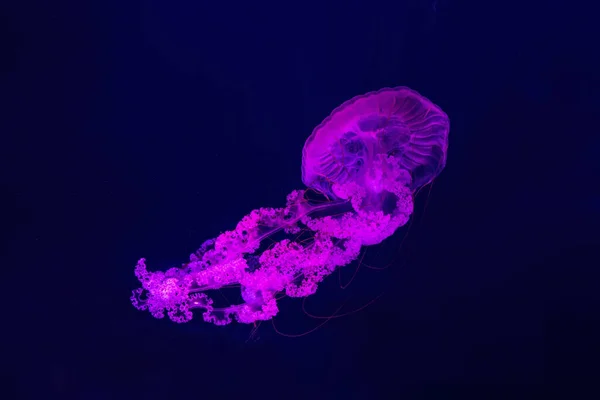 Fuoreszkáló Medúza Úszás Víz Alatti Akvárium Medence Rózsaszín Neon Fény — Stock Fotó
