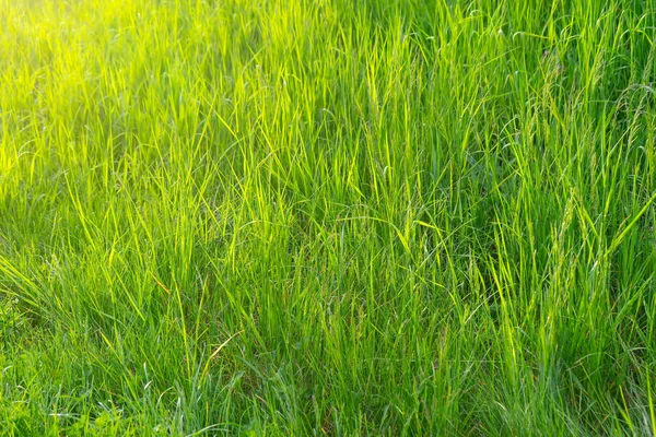 绿草背景质感 春天日落时 田野或草坪上的绿草 天然植物 植物背景 设计元素 环境概念 — 图库照片