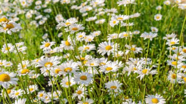 Çayırlarda, çimlerde, yeşil çimlerde büyüyen papatya çiçekleri, yeşil çimlerde beyaz papatyalar. Oxeye papatya, Leucanthemum vulgare, papatya, papatya, köpek papatyası, bahçe konsepti.