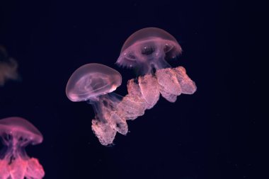 Bir grup yeşil floresan denizanası su altında akvaryum havuzunda yüzüyor. Lychnorhiza lucerna mermer denizanası karanlık suda, okyanusta. Theriology, turizm, dalış, sualtı yaşamı.