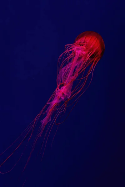 含红霓虹灯的荧光水母在水族馆游泳池中游泳 日本的海荨麻菊花在蓝水中 大海中 放射学 海底生活 — 图库照片