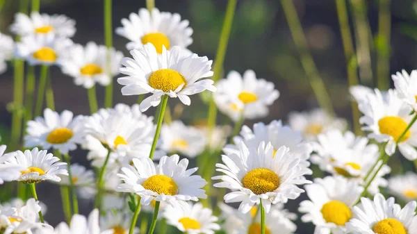 Çayırlarda, çimlerde, yeşil çimlerde büyüyen papatya çiçekleri, yeşil çimlerde beyaz papatyalar. Oxeye papatya, Leucanthemum vulgare, papatya, papatya, köpek papatyası, bahçe konsepti.