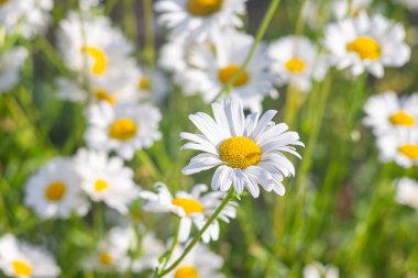 Çayır, çimen, yeşil çimen arka planında beyaz papatya çiçeği, yakın plan. Oxeye papatya, Leucanthemum vulgare, papatya, papatya, köpek papatyası, bahçe konsepti.