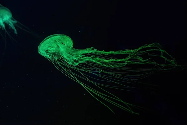 Fuorescenční Medúzy Plavou Pod Vodou Akvarijním Bazénu Zeleným Neonovým Světlem — Stock fotografie