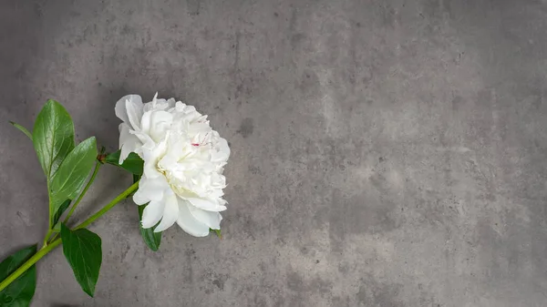 开花的白色牡丹花在灰色的混凝土背景 顶部的视野 平坦的地面上 母亲节 婚礼和生日贺卡 带有复制空间的头 — 图库照片