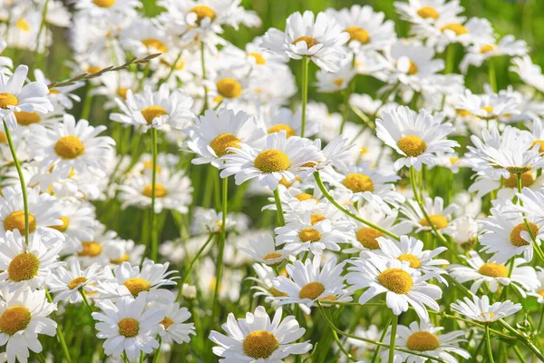 Flores Margarida Selvagens Crescendo Prado Gramado Camomilas Brancas Fundo Grama — Fotografia de Stock