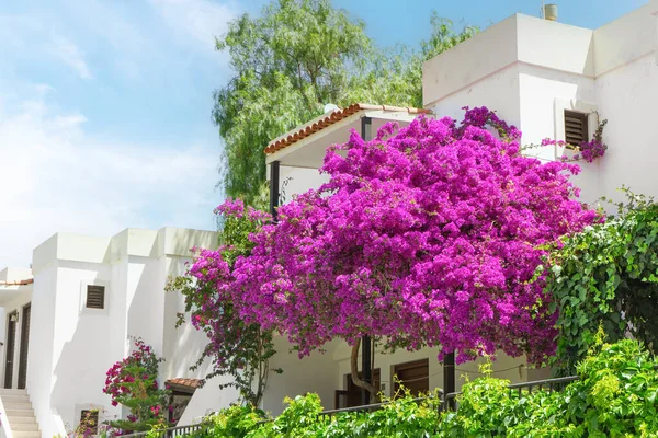Arbusto Buganvillas Florecientes Color Rosa Brillante Frente Casa Blanca Fondo —  Fotos de Stock