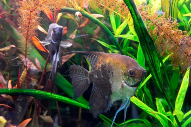Tropikal balık Pterophyllum scalare altum, melek balığı akvaryum suyunda yüzüyor yeşil alglerle birlikte. Okyanus havuzundaki kahverengi balıklar. Su canlıları, su altı yaşamı, akvaryum hayvanları.