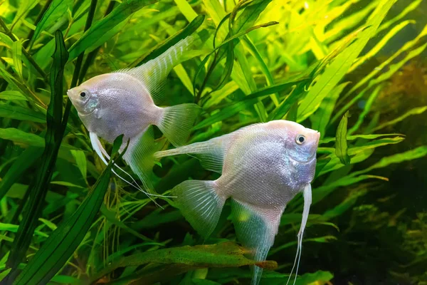 Tropical Fish Pterophyllum Scalare Altum Angelfish Swimming Aquarium Water Wtih — Stock Photo, Image