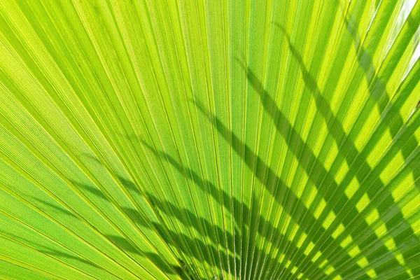 Zon Schijnt Door Groene Palmbladeren Natuurlijke Tropische Zomerachtergrond Abstracte Textuur Stockafbeelding