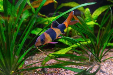 Palyaço loach, Kromobotia macracanthus yeşil alglerle akvaryum suyunda yüzüyor. Akvaryum hobisi için ünlü tatlı su balığı. Su canlıları, su altı yaşamı, akvaryum hayvanları.