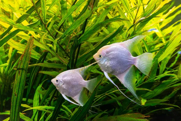 Tropischer Fisch Pterophyllum Scalare Altum Skalare Schwimmen Aquarienwasser Mit Grünalgen — Stockfoto