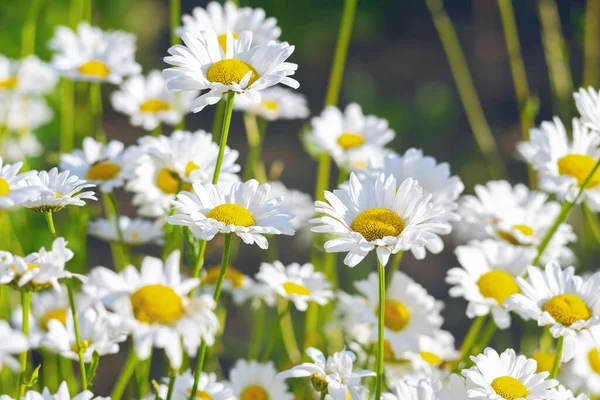 Çayırlarda, çimlerde, yeşil çimlerde büyüyen papatya çiçekleri, yeşil çimlerde beyaz papatyalar. Oxeye papatya, Leucanthemum vulgare, papatya, papatya, köpek papatyası, bahçe konsepti.