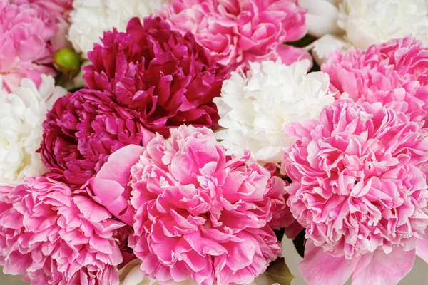 Pink and white peony flowers close up background. Wallpaper, backdrop, banner, header copy space