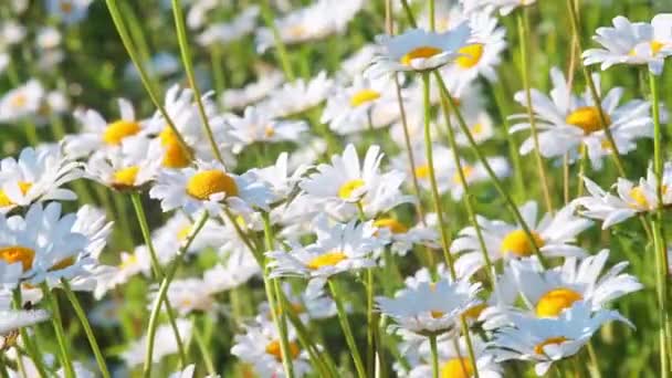 Άγρια Μαργαρίτα Λουλούδια Που Αναπτύσσονται Λιβάδι Γκαζόν Λευκά Chamomiles Πράσινο — Αρχείο Βίντεο