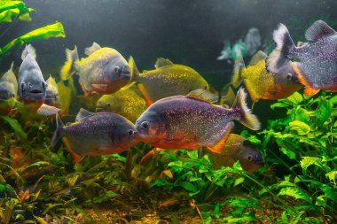 Piranha, Pygocentrus nattereri yeşil deniz yosunlarıyla akvaryum havuzunda yüzüyor. Akvaryum hobisi için ünlü tatlı su balığı. Su canlıları, su altı yaşamı, akvaryum hayvanları.