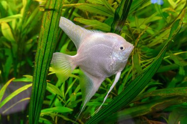 Tropikal balık Pterophyllum scalare altum, melek balığı akvaryum suyunda yüzüyor yeşil alglerle birlikte. Okyanus havuzunda iki beyaz gümüş balık. Su canlıları, su altı yaşamı, akvaryum hayvanları.