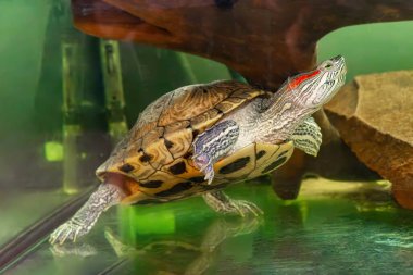 Domestic red eared turtle, Trachemys scripta in aquarium. Pond slider swimming in water. Famous fresh water tortoise for aquarium hobby. Aquatic organism, underwater life, aquarium pet clipart