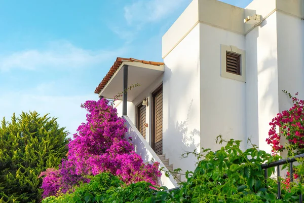 Arbusto Buganvillas Florecientes Color Rosa Brillante Frente Casa Blanca Fondo — Foto de Stock