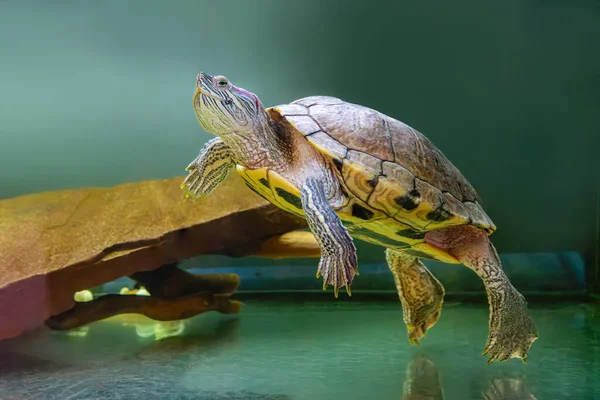 Hausschildkröte Trachemys Scripta Aquarium Teichrutscher Schwimmen Wasser Berühmte Süßwasserschildkröte Für Stockbild