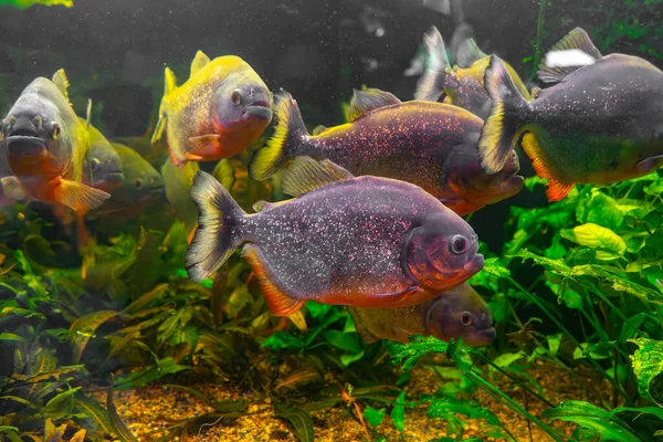 Пиранья Pygocentrus Nattereri Плавание Бассейне Зеленой Мордой Известная Пресноводная Рыба — стоковое фото