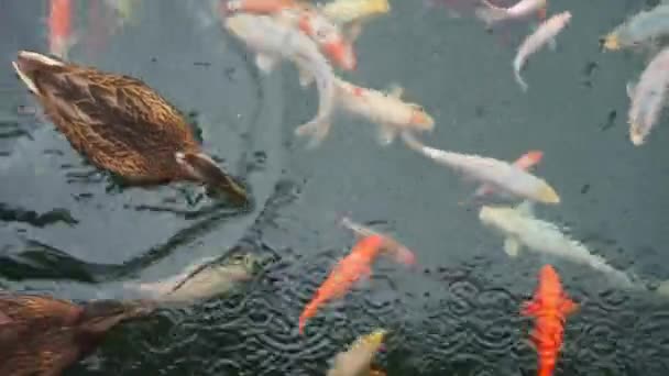 Grupa Ryb Pływających Powierzchni Wody Stawie Fantazyjne Czerwone Białe Karpie — Wideo stockowe