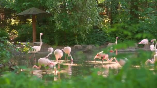 Gruppe Von Flamingos Die Sich Flachen Wasser Des Teiches Ernähren — Stockvideo