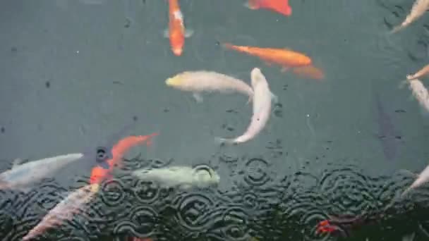 一群鱼在池塘的水面上游泳 漂亮的红白鲤鱼在池塘里吃鱼 清澈的水看到河中的乌贼鱼 — 图库视频影像