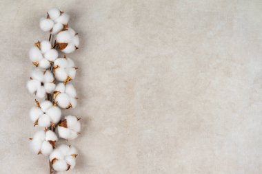 Açık bej renkli çimento desenli arka planda kabarık çiçekli kuru pamuk dalı. Üst manzara, düz yatak, afiş, başlık, kopyalama alanı. Çiçek konsepti, tebrik kartı..