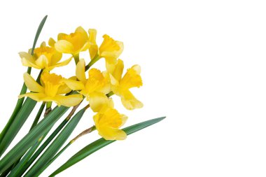 Beyaz arka planda izole edilmiş sarı nergis ya da narsislerden oluşan güzel bir buket. Bahar çiçekleri, Paskalya çanları. Bahar tebrik kartı, tatil için davetiye, doğum günü, anneler günü.