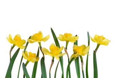 Beyaz arka planda izole edilmiş sarı nergis ya da narsislerden oluşan güzel bir buket. Bahar çiçekleri, Paskalya çanları. Bahar tebrik kartı, tatil için davetiye, doğum günü, anneler günü.