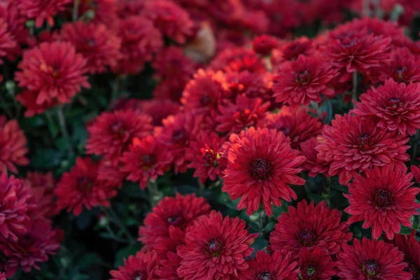 Chrysanthèmes Rouges Fleurs Fraîches Brillantes Fleurissent Dans Jardin Automne Extérieur — Photo