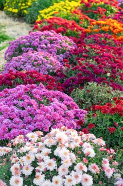 Güneşli bir günde, sonbahar bahçesinde çeşitli renk kasımpatı çalıları açan taze, parlak bir çiçek. Tebrik kartı, duvar kağıdı, afiş, başlık için çiçek arkaplanı.