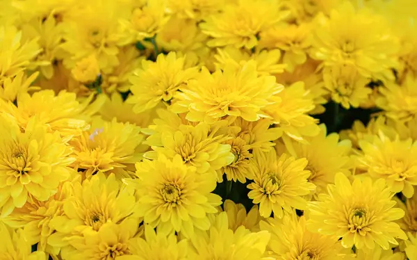 Flores Frescas Crisantemos Amarillos Florecientes Jardín Otoño Aire Libre Día — Foto de Stock