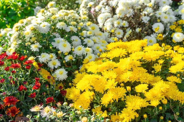 Fraîche Floraison Lumineuse Diverses Couleurs Chrysanthèmes Buissons Dans Jardin Automne — Photo