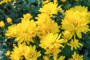 Güneşli bir günde, sonbahar bahçesinde çiçek açan parlak sarı kasımpatılar. Tebrik kartı, duvar kağıdı, afiş, başlık için çiçek arkaplanı.