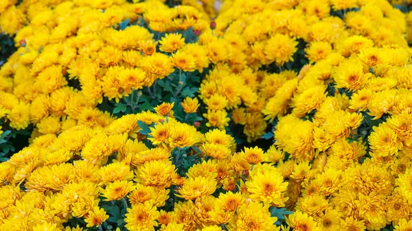 Fresh Bright Blooming Yellow Chrysanthemums Flowers Autumn Garden Sunny Day — Stock Photo, Image