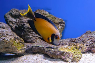 Beautiful bright orange fish in the aquarium, Acanthurus pyroferus Chocolate surgeonfish. Tropical fish on the background of aquatic coral reef in oceanarium pool