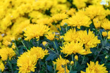 Güneşli bir günde, sonbahar bahçesinde çiçek açan parlak sarı kasımpatılar. Tebrik kartı, duvar kağıdı, afiş, başlık için çiçek arkaplanı.