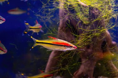 Melanotaenia australis, akvaryum havuzunda yeşil yosun ile yüzen yağmur balığı. Akvaryum hobisi için ünlü tatlı su balığı. Su canlıları, su altı yaşamı, akvaryum hayvanları.