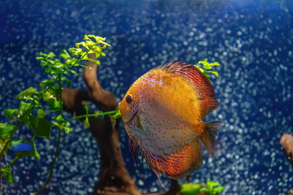Beautiful bright yellow fish in the aquarium, Symphysodon discus. Tropical fish on the background of aquatic plants in oceanarium pool