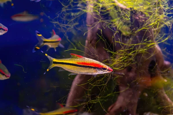 金银花 热带鱼在水族馆游泳池中与绿色海藻一起游动 著名的淡水鱼作为水族馆的业余爱好 水生生物 水下生物 水族馆宠物 图库照片