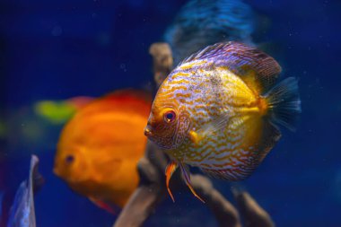 Beautiful bright yellow fish in the aquarium, Symphysodon discus. Tropical fish on the background of aquatic plants in oceanarium pool