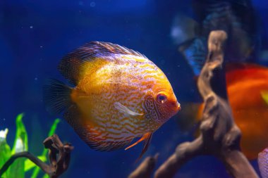 Beautiful bright yellow fish in the aquarium, Symphysodon discus. Tropical fish on the background of aquatic plants in oceanarium pool