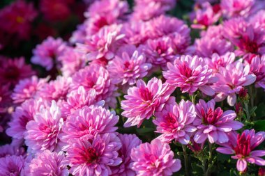 Güneşli bir günde, dışarıda, sonbahar bahçesinde taze açan pembe kasımpatı çalıları. Tebrik kartı, duvar kağıdı, afiş, başlık için çiçek arkaplanı.