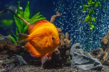 Beautiful bright yellow fish in the aquarium, Symphysodon discus. Tropical fish on the background of aquatic plants in oceanarium pool