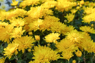 Güneşli bir günde, sonbahar bahçesinde çiçek açan parlak sarı kasımpatılar. Tebrik kartı, duvar kağıdı, afiş, başlık için çiçek arkaplanı.