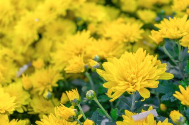 Güneşli bir günde, sonbahar bahçesinde çiçek açan parlak sarı kasımpatılar. Tebrik kartı, duvar kağıdı, afiş, başlık için çiçek arkaplanı.