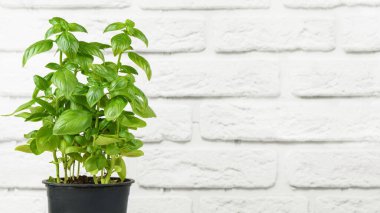 Taze yeşil organik fesleğen, beyaz tuğlalı arka planda, fotokopi alanında. Kapalı alanda yetişen bitki, sağlıklı beslenme, aromatik bitki, gıda malzemesi, mutfak için baharat.